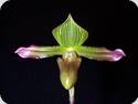 Paph. virens
